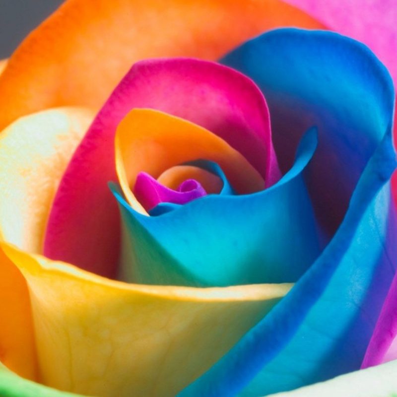 10 Best Rainbow Flower Wallpaper Desktop FULL HD 1920×1080 For PC Background 2024 free download rainbow rose wallpaper wallpaper studio 10 tens of thousands hd 800x800