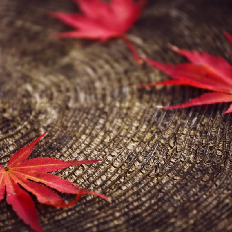 10 Best Red Fall Leaves Wallpaper FULL HD 1920×1080 For PC Desktop 2024 free download red autumn leaves on a tree trunk hd macro wallpaper 800x800