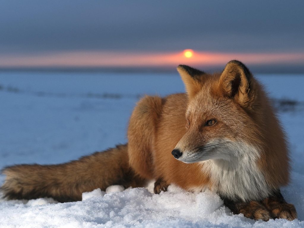 10 Best Red Fox Wallpaper Desktop FULL HD 1080p For PC Background 2021 free download red fox wallpaper download 1024x768