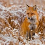 red fox wallpapers - wallpaper cave