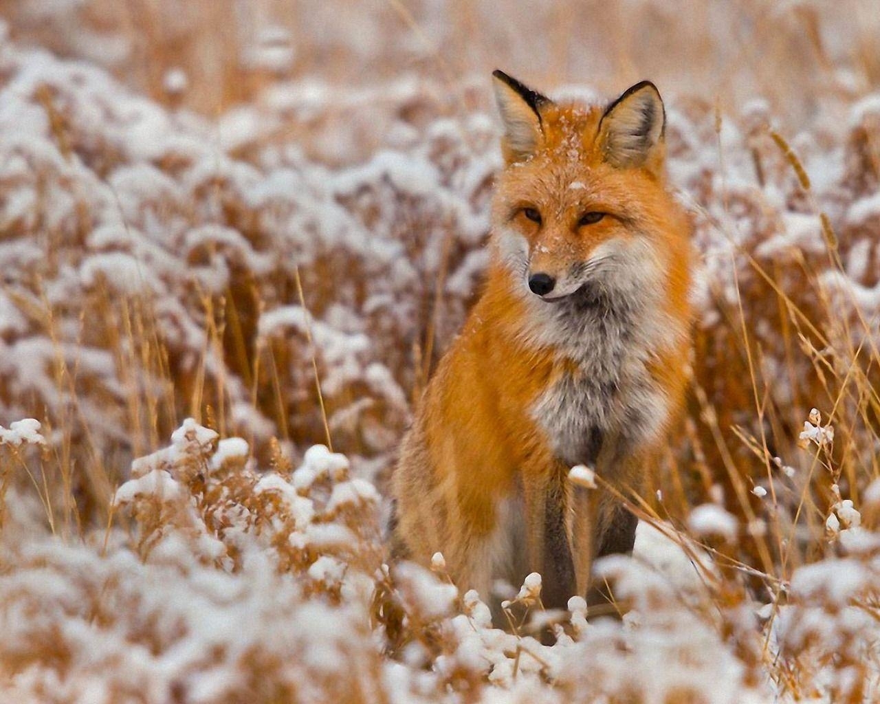 red fox wallpapers - wallpaper cave
