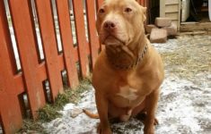 red nose pitbull for stud in - hoobly classifieds