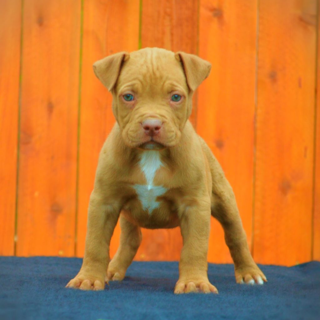 10 New Red Nose Pit Bull Pic FULL HD 1920×1080 For PC Desktop 2024 free download red nose pitbull puppies wallpaper puppy wallpaper 1024x1024