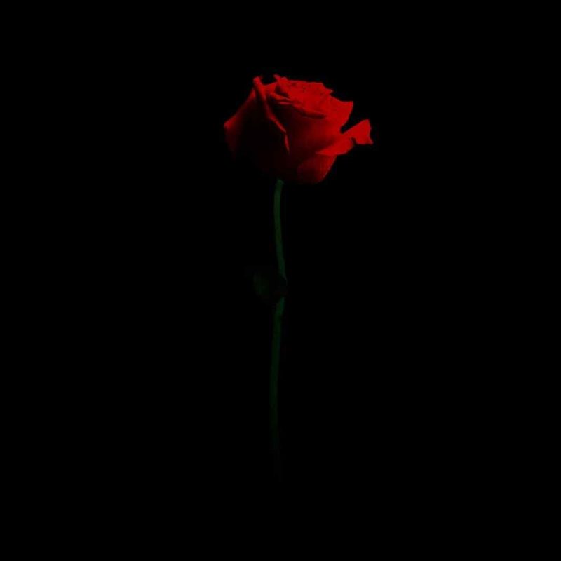 10 Latest Red Roses Black Background FULL HD 1080p For PC Background 2021 free download red rose black background 6 background check all 800x800