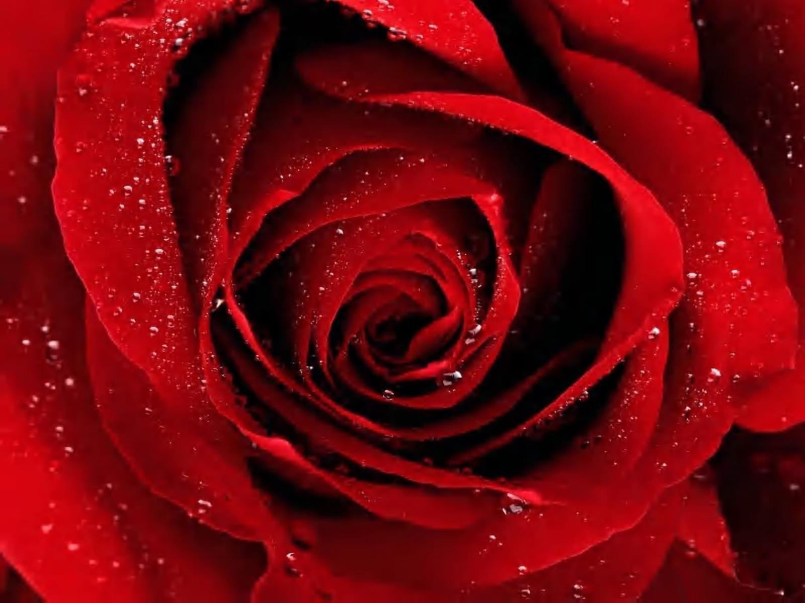 10 New Red Roses With Black Backgrounds FULL HD 1080p For ...