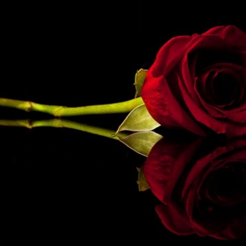 10 Latest Red Roses Black Background FULL HD 1080p For PC Background 2021 free download red rose c2b8flowers on a black background pinterest rose 800x800
