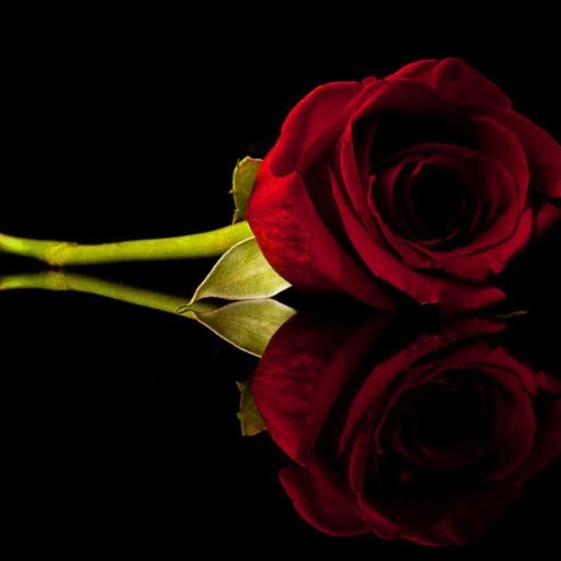 10 New Red Roses With Black Backgrounds FULL HD 1080p For PC Background 2021 free download red rose desktop backgrounds wallpaper hd pixelstalk 800x800