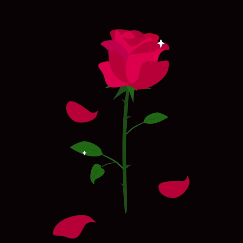 10 Best Roses On Black Background FULL HD 1920×1080 For PC Background 2021 free download red rose isolated with falling leaves on black background rose in 800x800