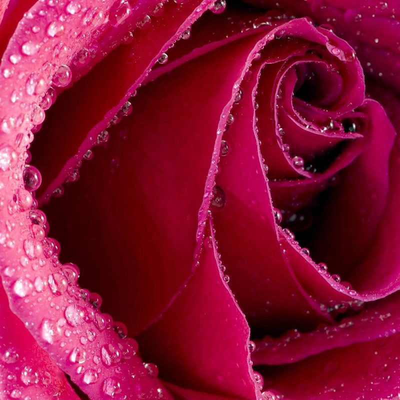 10 Best Roses Wallpapers Free Download FULL HD 1920×1080 For PC Background 2024 free download red rose wallpapers free download group 70 1 800x800