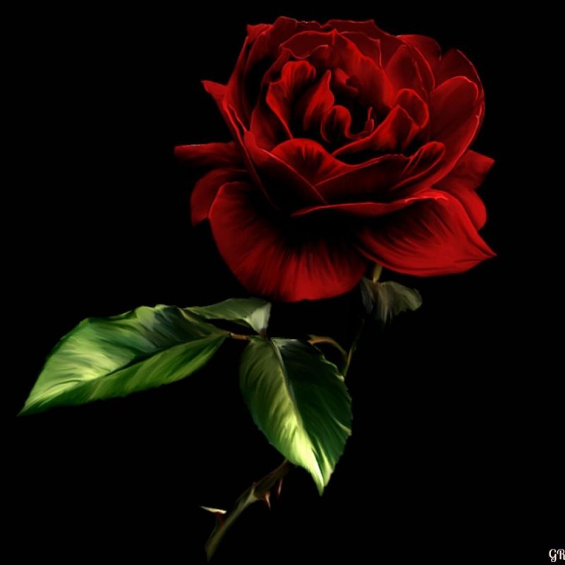 10 New Red Roses With Black Backgrounds FULL HD 1080p For PC Background 2021 free download red rose with black background hd wallpaper desktop high quality for 800x800