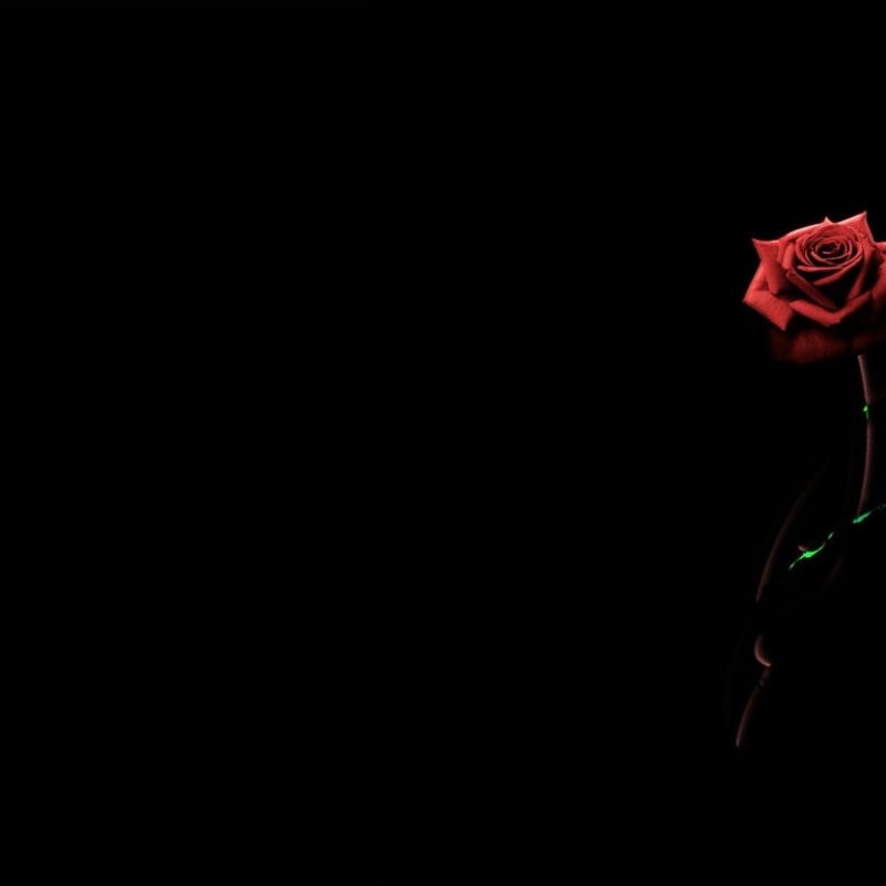 10 Best Roses On Black Background FULL HD 1920×1080 For PC Background 2021 free download red roses black background 3 background check all 800x800