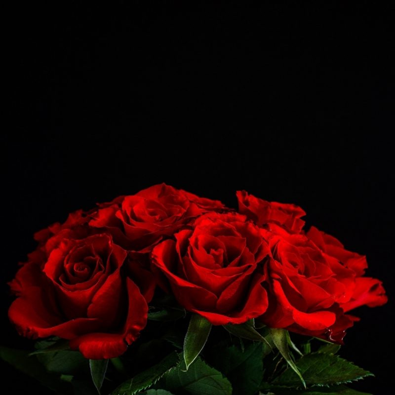 10 Latest Red Roses Black Background FULL HD 1080p For PC Background 2021 free download red roses flowers black background 800x800