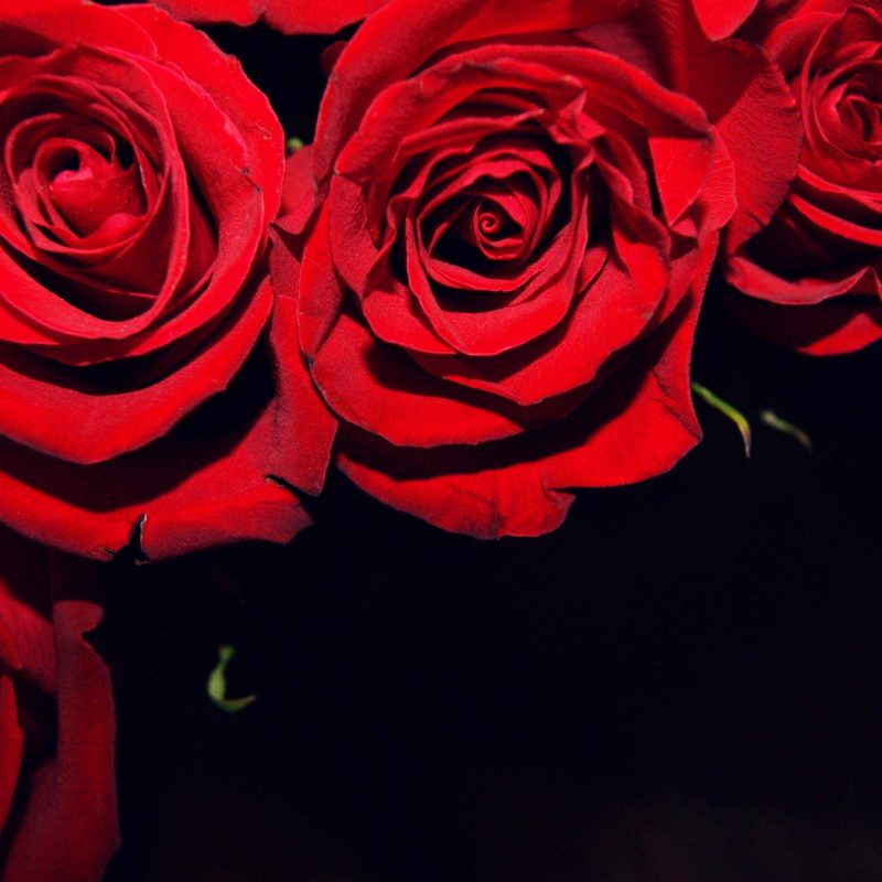 10 New Red Roses With Black Backgrounds FULL HD 1080p For PC Background 2021 free download red roses on black backgrounds wallpaper gallery with background 1 800x800