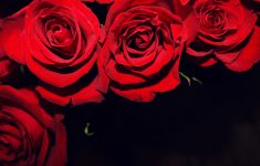 red roses on black backgrounds wallpaper gallery with background