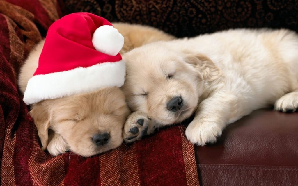 10 New Cute Animal Christmas Wallpaper FULL HD 1080p For PC Desktop 2024 free download remarkable the cutest animals ready for christmas quiz playbuzz 1024x640