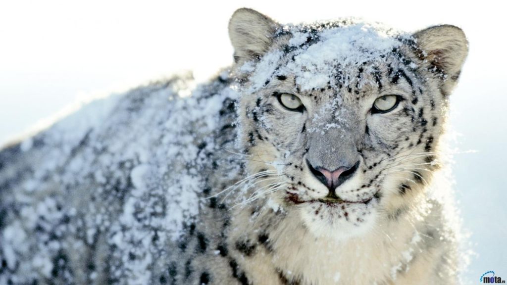 10 Most Popular Mac Snow Leopard Wallpapers FULL HD 1080p For PC Desktop 2024 free download res wallpapers of snow leopard for pc mac laptop tablet 1024x576