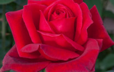 rose des jahres 2018 | gesellschaft deutscher rosenfreunde e.v.