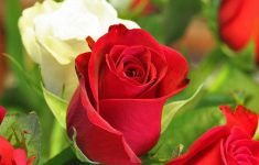 rose flower images free download hd download