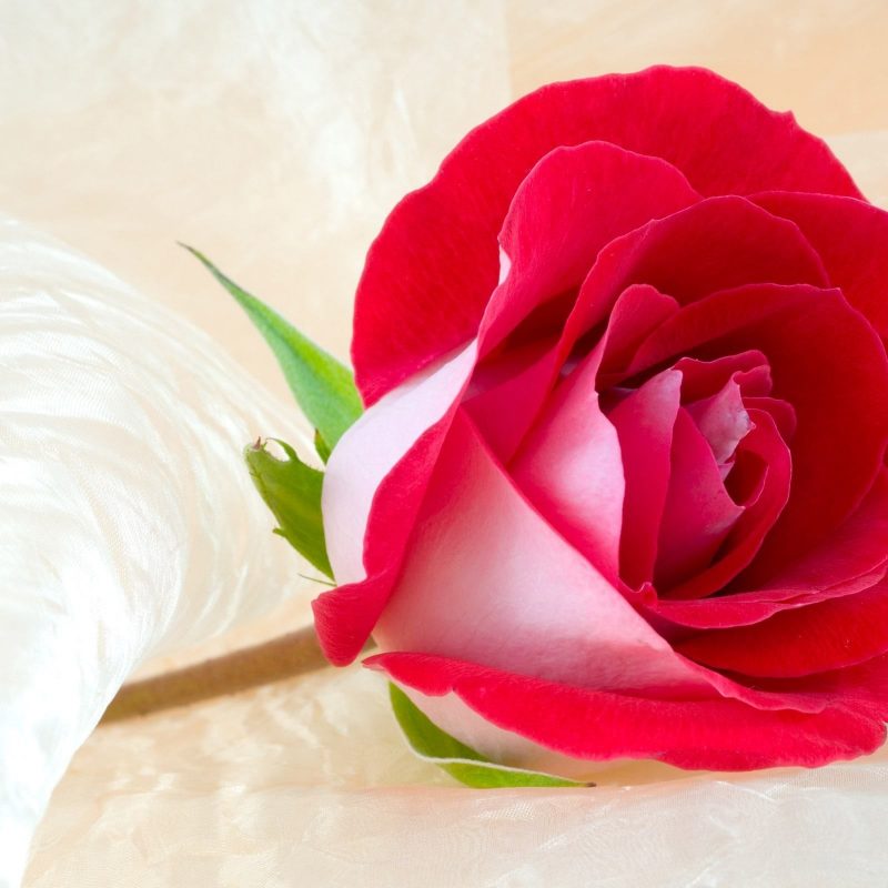 10 Best Rose Flower Images Free Download Hd FULL HD 1080p For PC Desktop 2024 free download rose flowers wallpapers free download hd 1080p 12 ideas for the 800x800