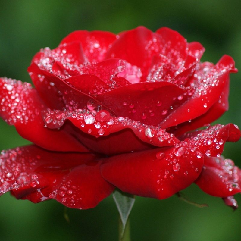 10 Best Roses Wallpapers Free Download FULL HD 1920×1080 For PC Background 2024 free download rose hd wallpaper free rose free download wallpaper water drops on 800x800