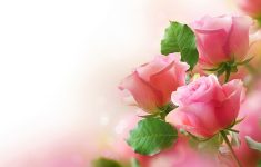 rose wallpapers for desktop full size hd cool 7 hd wallpapers