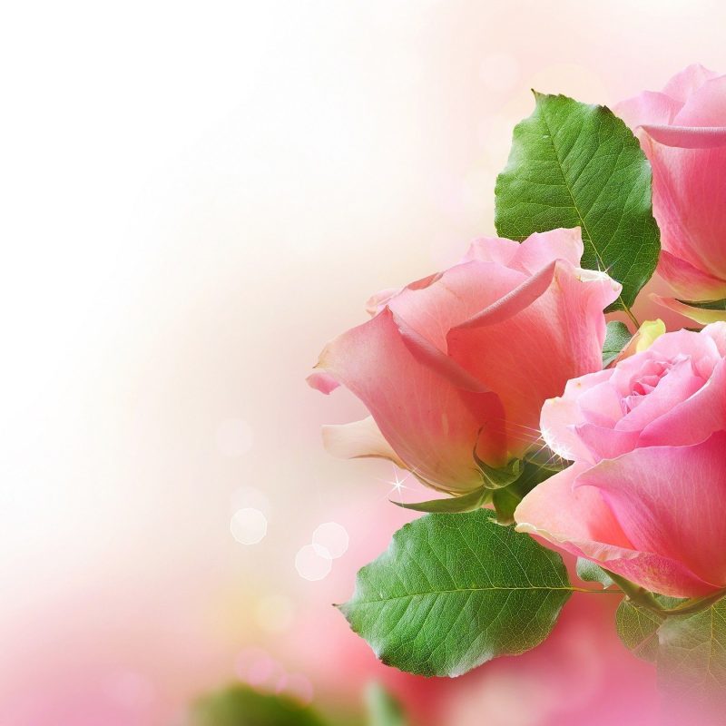 10 Latest Pink Rose Background Wallpaper FULL HD 1920×1080 For PC Background 2024 free download rose wallpapers for desktop full size hd cool 7 hd wallpapers 800x800