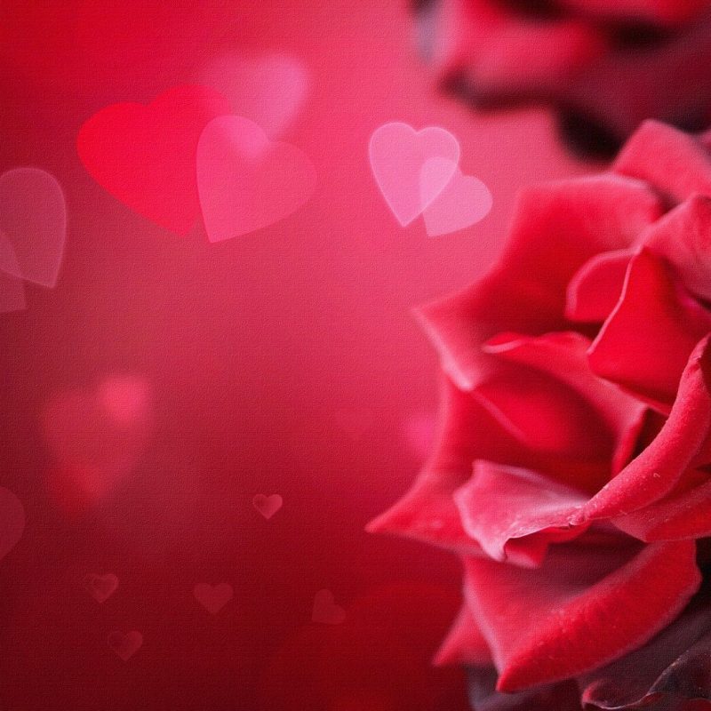 10 New Roses And Hearts Wallpaper FULL HD 1080p For PC Desktop 2021 free download roses hearts google search valentines day pinterest 800x800