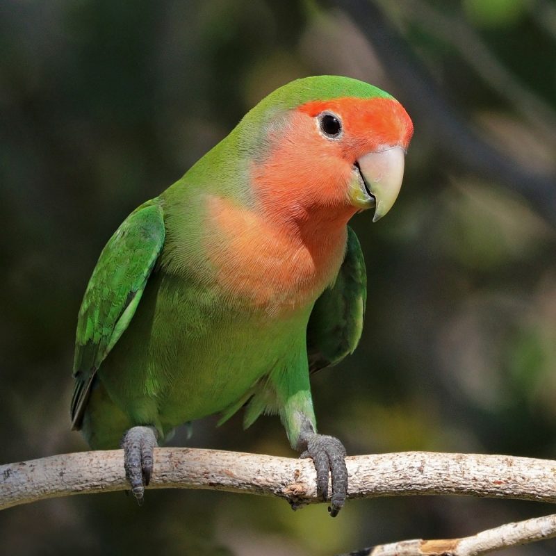 10 Latest Images Of Love Bird FULL HD 1080p For PC Background 2024 free download rosy faced lovebird wikipedia 800x800