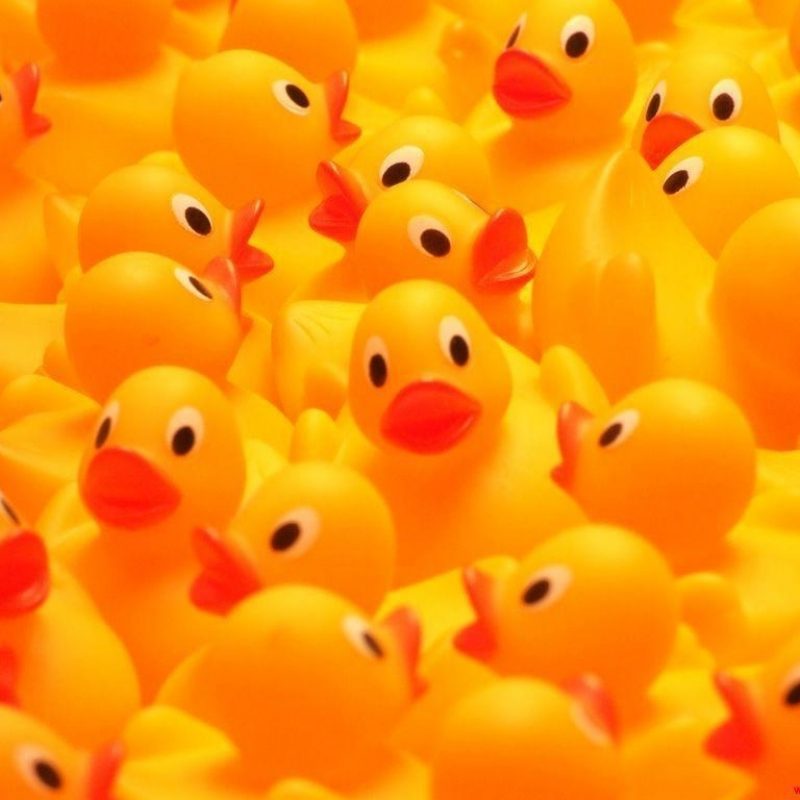 10 Top Rubber Duck Wall Paper FULL HD 1080p For PC Background 2021 free download rubber ducky wallpapers wallpaper cave 800x800