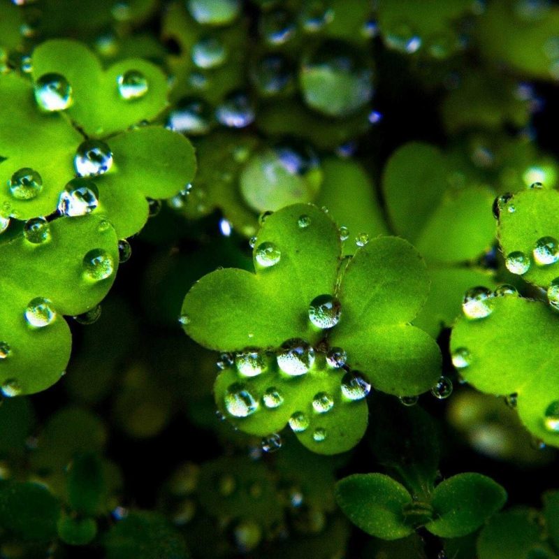 10 New St. Patricks Day Backgrounds FULL HD 1920×1080 For PC Desktop 2024 free download saint patricks day wallpaper hd images st for computer wallvie 800x800