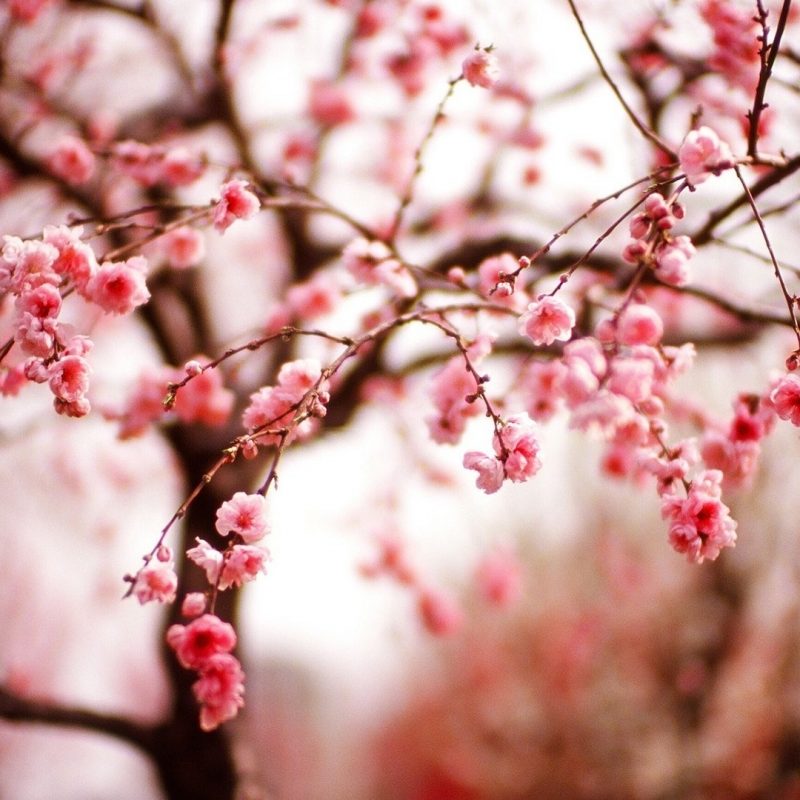 10 Latest Cherry Blossoms Wallpaper Hd FULL HD 1920×1080 For PC Background 2023 free download sakura blossom wallpaper hd wallpaper 1113758 800x800