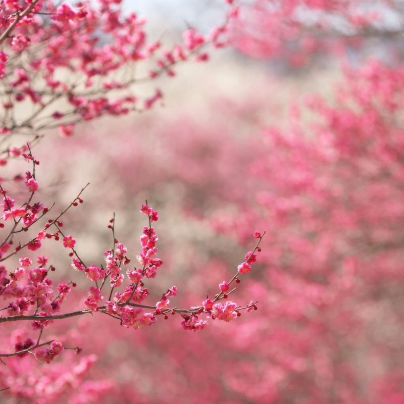 10 Most Popular Cherry Blossom Wallpapers Hd FULL HD 1080p For PC Desktop 2024 free download sakura cherry blossom e29da4 4k hd desktop wallpaper for 4k ultra hd tv 1 800x800