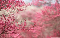 sakura cherry blossom ❤ 4k hd desktop wallpaper for 4k ultra hd tv