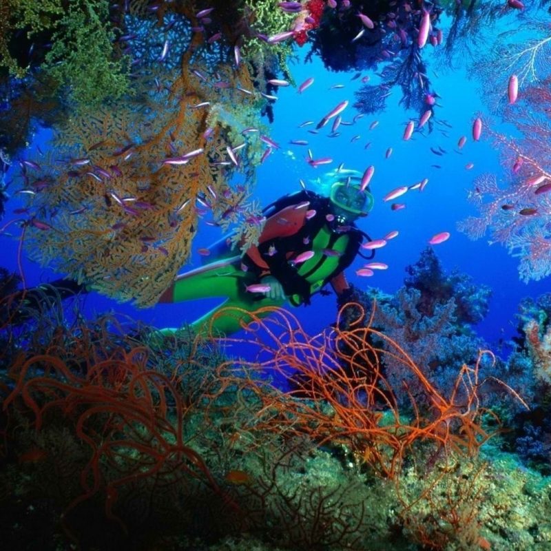 10 New Scuba Diving Desktop Backgrounds FULL HD 1080p For PC Background 2024 free download scuba diving wallpaper high resolution 51 images 1 800x800