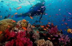 scuba diving wallpaper high resolution (51+ images)
