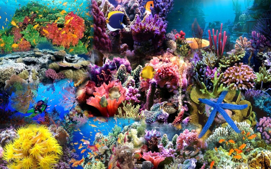 10 Top Ocean Life Desktop Backgrounds FULL HD 1920×1080 For PC Desktop 2024 free download sea life backgrounds group 58 1024x640