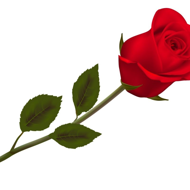10 Top Single Red Rose Picture FULL HD 1080p For PC Background 2024 free download single red rose for happy rose day wishes hd wallpapers rocks 800x800