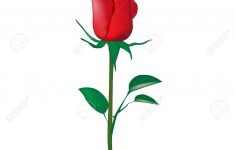 single red rose isolated on white royalty free cliparts, vectors