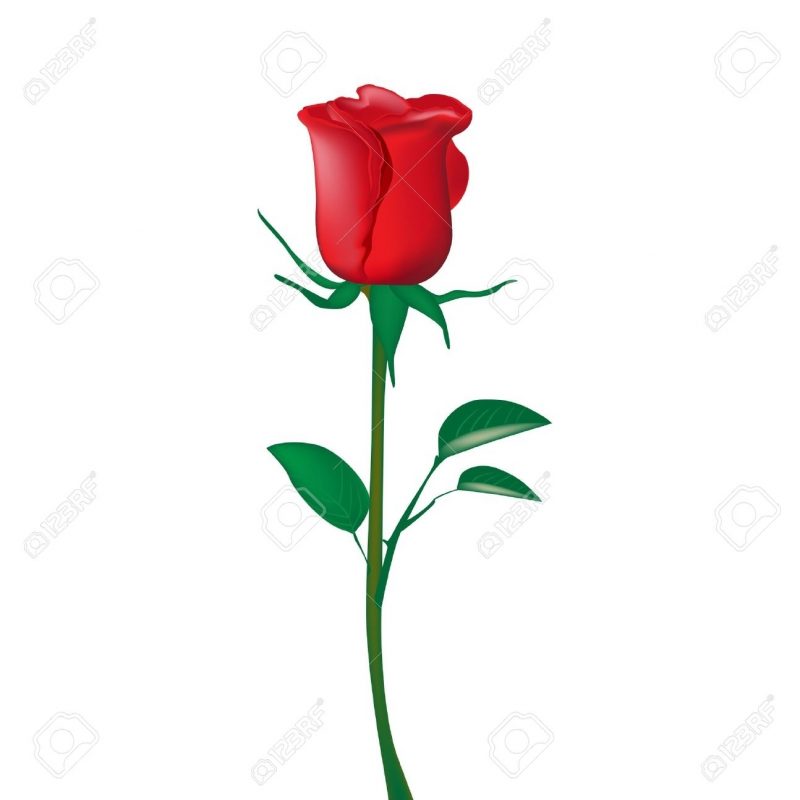 10 Top Single Red Rose Picture FULL HD 1080p For PC Background 2024 free download single red rose isolated on white royalty free cliparts vectors 1 800x800