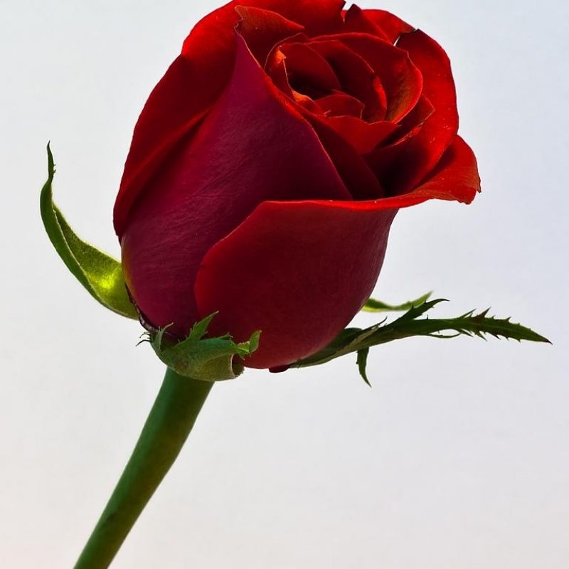 10 Top Single Red Rose Picture FULL HD 1080p For PC Background 2024 free download single red rose nikonites gallery 800x800