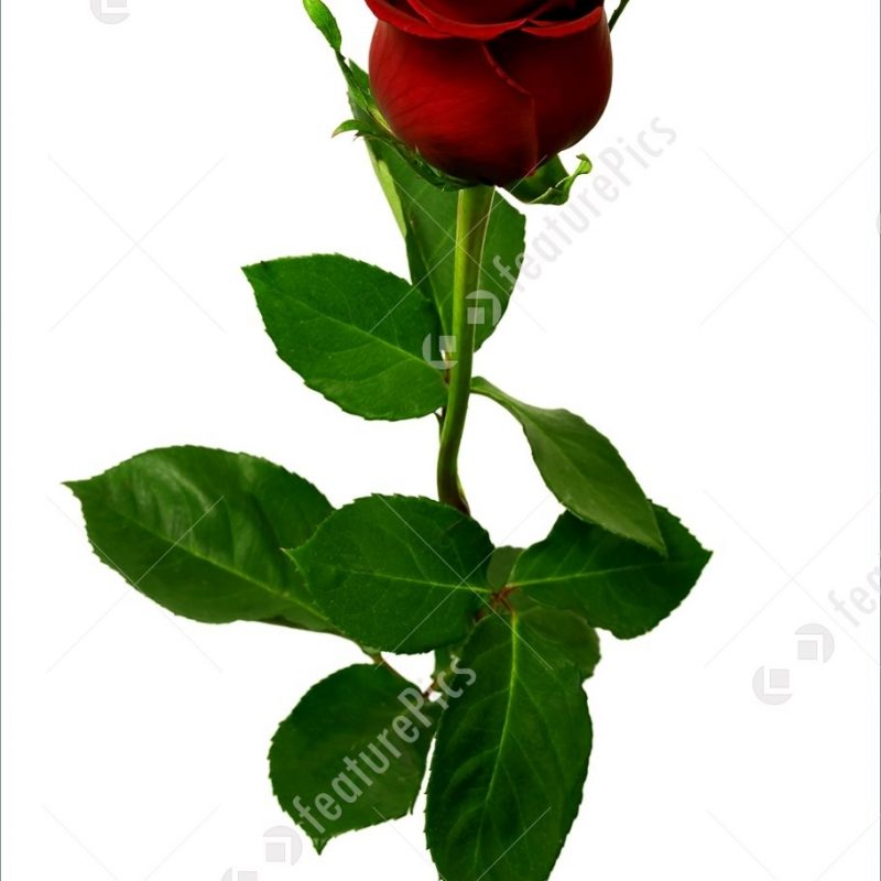 10 New Picture Of A Single Red Rose FULL HD 1920×1080 For PC Desktop 2024 free download single red rose on a white background 800x800