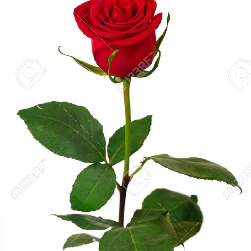 10 Top Single Red Rose Picture FULL HD 1080p For PC Background 2024 free download single red rose on a white background stock photo picture and 1 800x800
