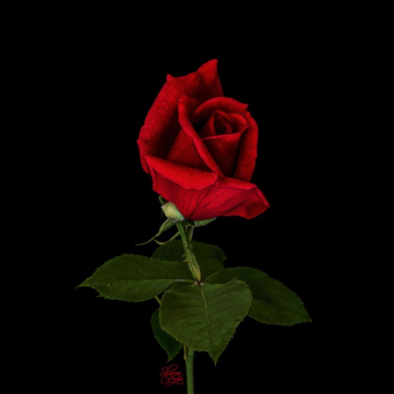 10 Top Single Red Rose Picture FULL HD 1080p For PC Background 2024 free download single red rose other cool photos topaz discussion forum 1 800x800