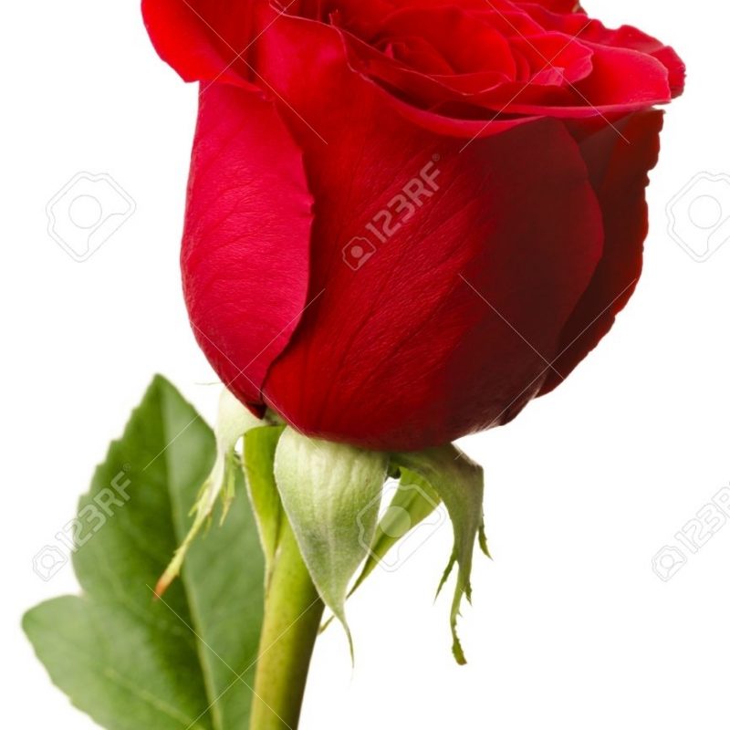 10 Top Single Red Rose Picture FULL HD 1080p For PC Background 2024 free download single red rose stock photos royalty free single red rose images 800x800