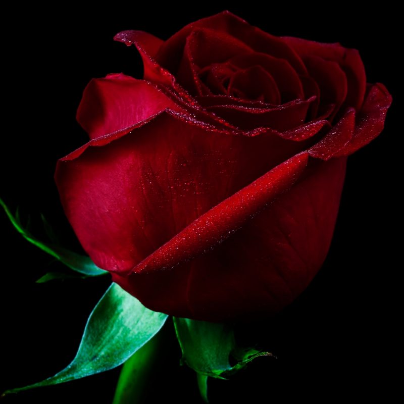 10 New Picture Of A Single Red Rose FULL HD 1920×1080 For PC Desktop 2024 free download single red rose wallpaper hotfreewallpaper 800x800