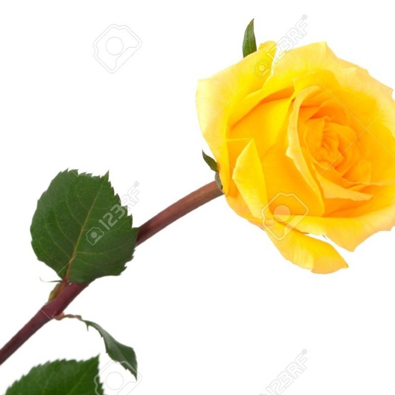 10 New Pics Of Yellow Rose FULL HD 1920×1080 For PC Desktop 2024 free download single yellow rose on a white background stock photo picture and 800x800