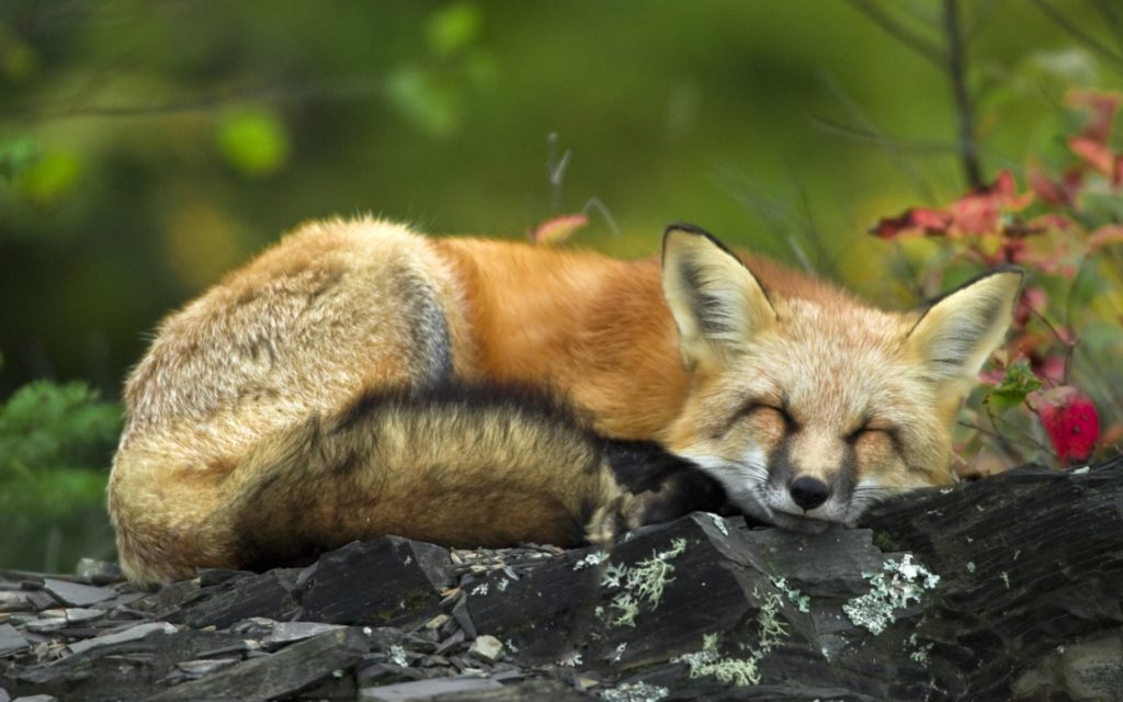 10 Best Red Fox Wallpaper Desktop FULL HD 1080p For PC Background 2021 free download sleeping red fox wallpapers hd wallpapers id 7291 1024x640