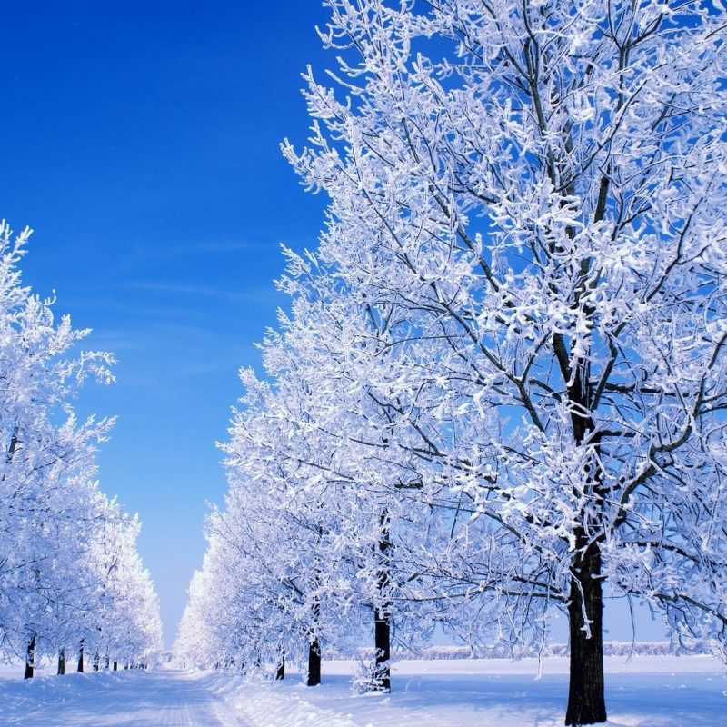 10 Latest Winter Scenes For Desktop Backgrounds FULL HD 1080p For PC Background 2024 free download snow scenes desktop background wonderland dreamy snow 1920x1080 1 800x800