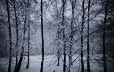 snowy forest wallpapers - wallpaper cave