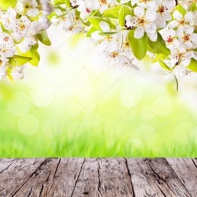 10 Best Free Spring Background Images FULL HD 1080p For PC Desktop 2024 free download spring background with free space for text stock photo jag cz 800x800